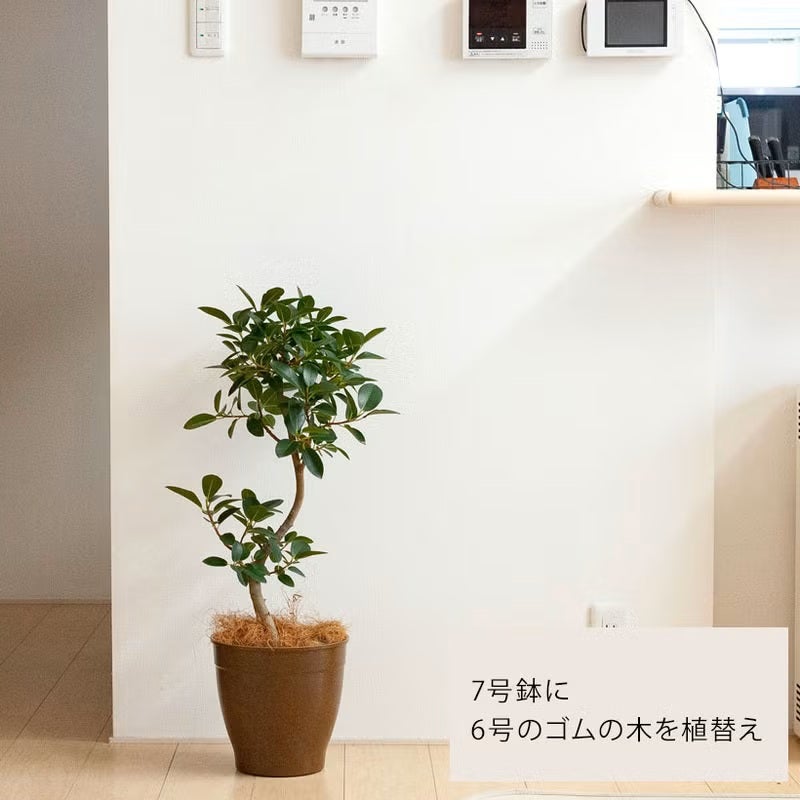 もみ殻を主原料とした、エコ素材の植木鉢（環境を守る！プラスチックに