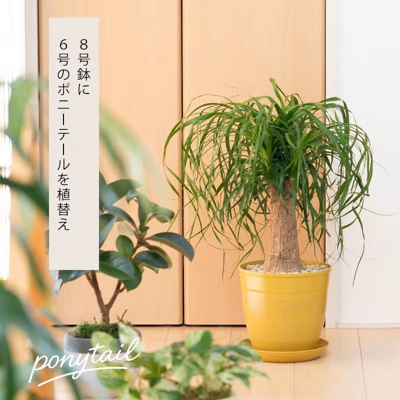 もみ殻を主原料とした、エコ素材の植木鉢（環境を守る！プラスチックに