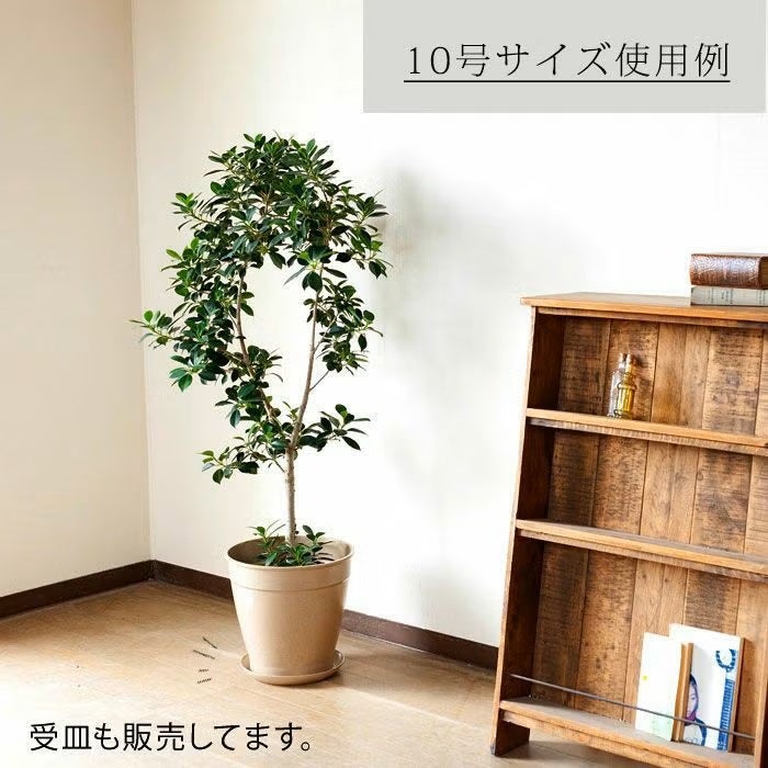 くいだおれ太郎　庭木　もみの木　１０号鉢植え　高さ2メートル 000000001510-12.jpg?size=l&w=