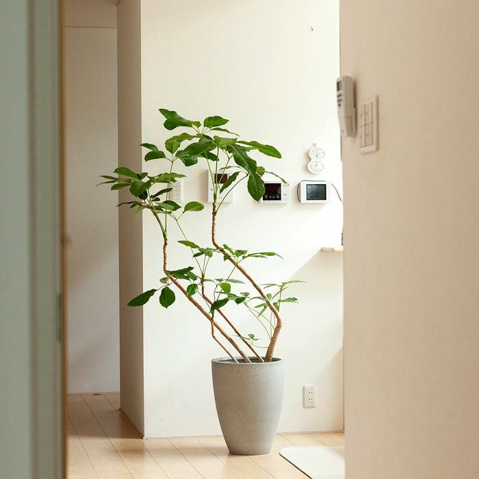 マットグレーのファイバー植木鉢（36cm）MG36※同梱不可 | [公式]e-花屋さん