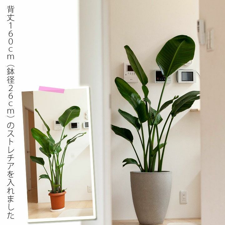 マットグレーのファイバー植木鉢（36cm）MG36※同梱不可 | [公式]e-花屋さん