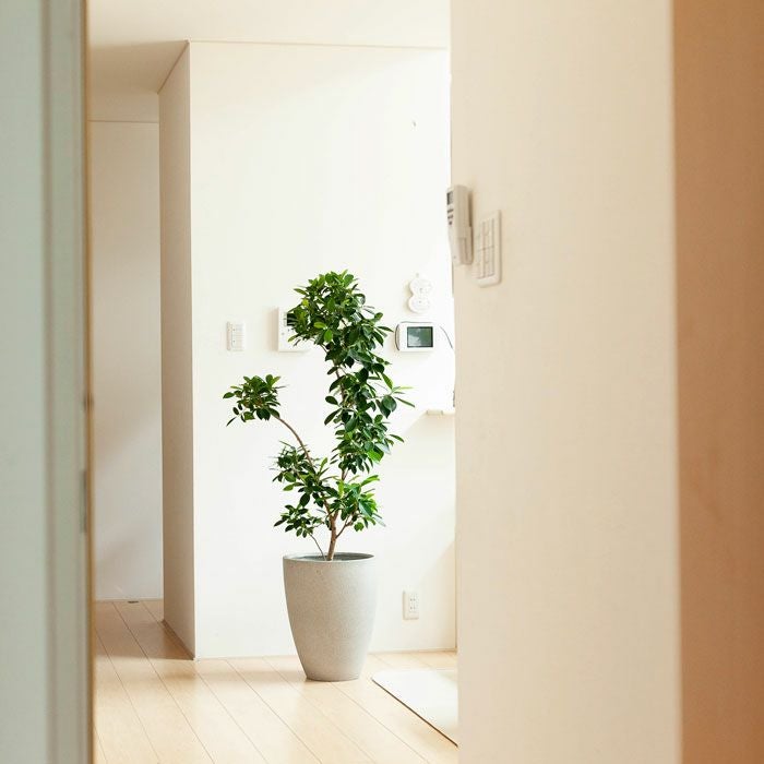 マットグレーのファイバー植木鉢（36cm）MG36※同梱不可 | [公式]e-花屋さん