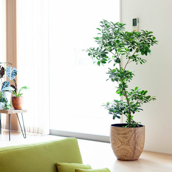 コンパクトで、いい感じの木目鉢（31cm）KI31※同梱不可 | [公式]e-花屋さん