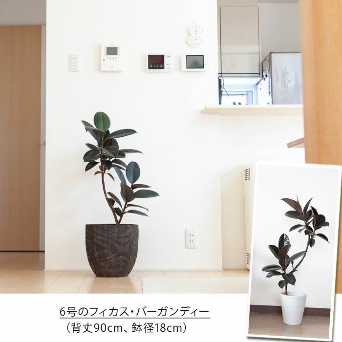 コンパクトで、いい感じの木目鉢（31cm）KI31※同梱不可 | [公式]e-花屋さん
