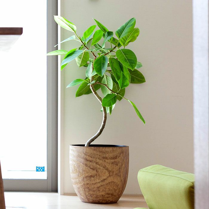 コンパクトで、いい感じの木目鉢（31cm）KI31※同梱不可 | [公式]e-花屋さん