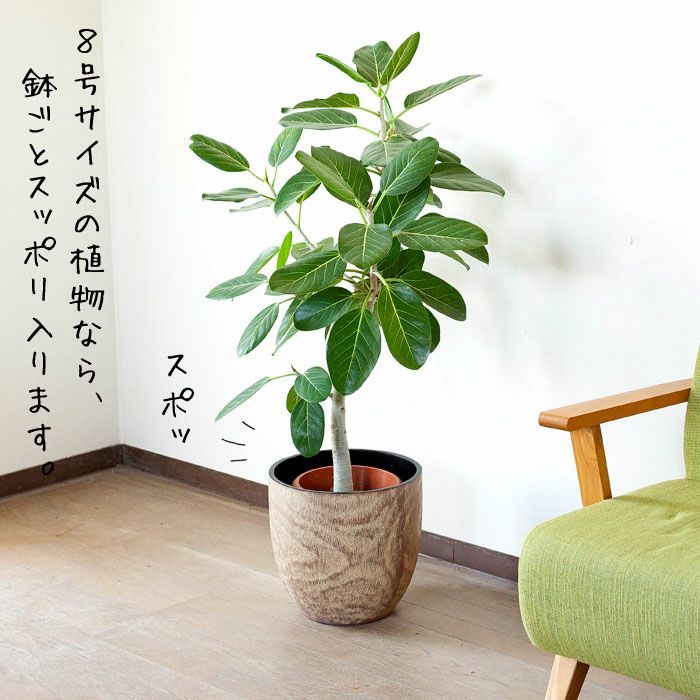 コンパクトで、いい感じの木目鉢（31cm）KI31※同梱不可 | [公式]e-花屋さん