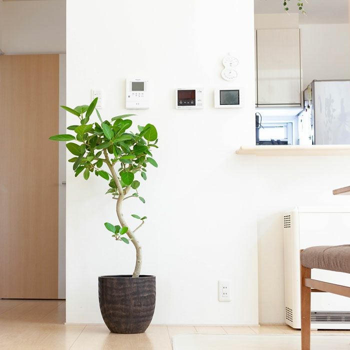 000000001547-12.jpg?size=l&w=