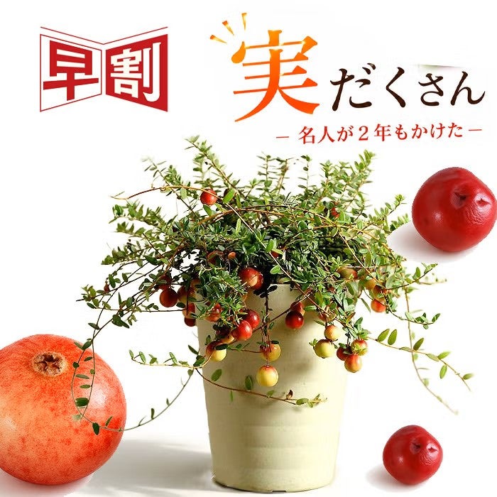 クランベリー育て方付き！栽培しやすい鉢サイズ、収穫でジャムも