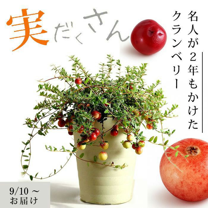 クランベリー育て方付き！栽培しやすい鉢サイズ、収穫でジャムも
