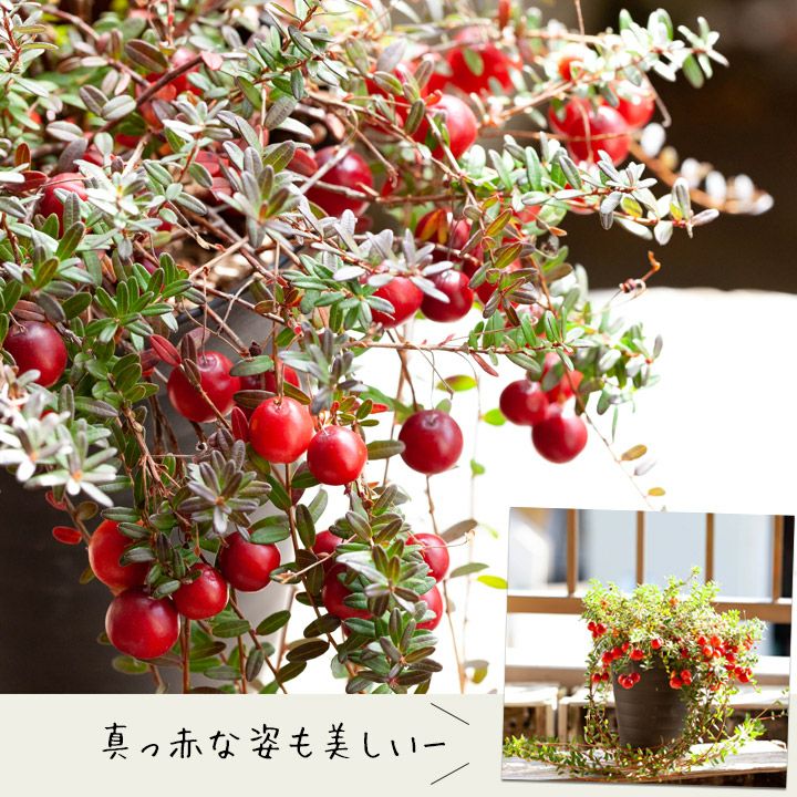 クランベリー苗の通販｜実付き鉢植え・育て方付き｜e-花屋さん