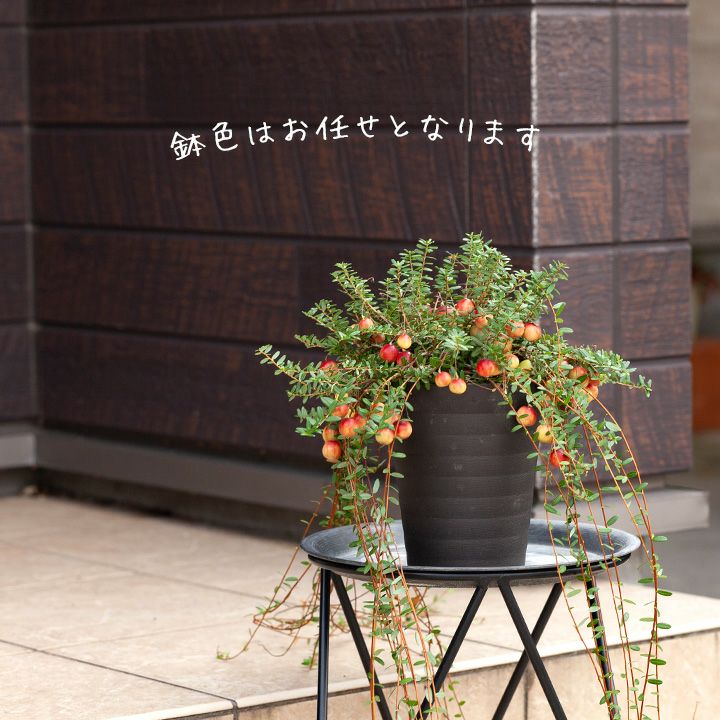 クランベリー育て方付き！栽培しやすい鉢サイズ、収穫でジャムも