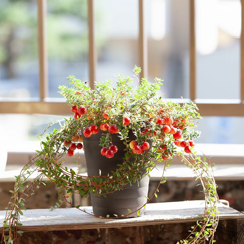 クランベリー育て方付き！栽培しやすい鉢サイズ、収穫でジャムも