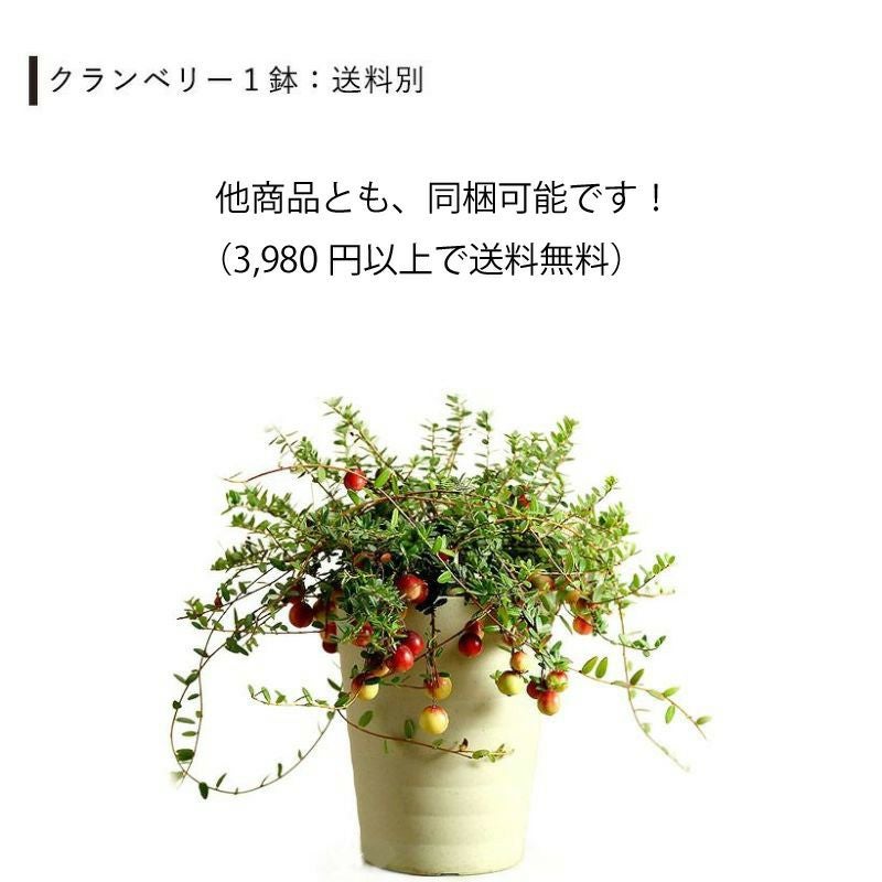 クランベリー育て方付き！栽培しやすい鉢サイズ、収穫でジャムも