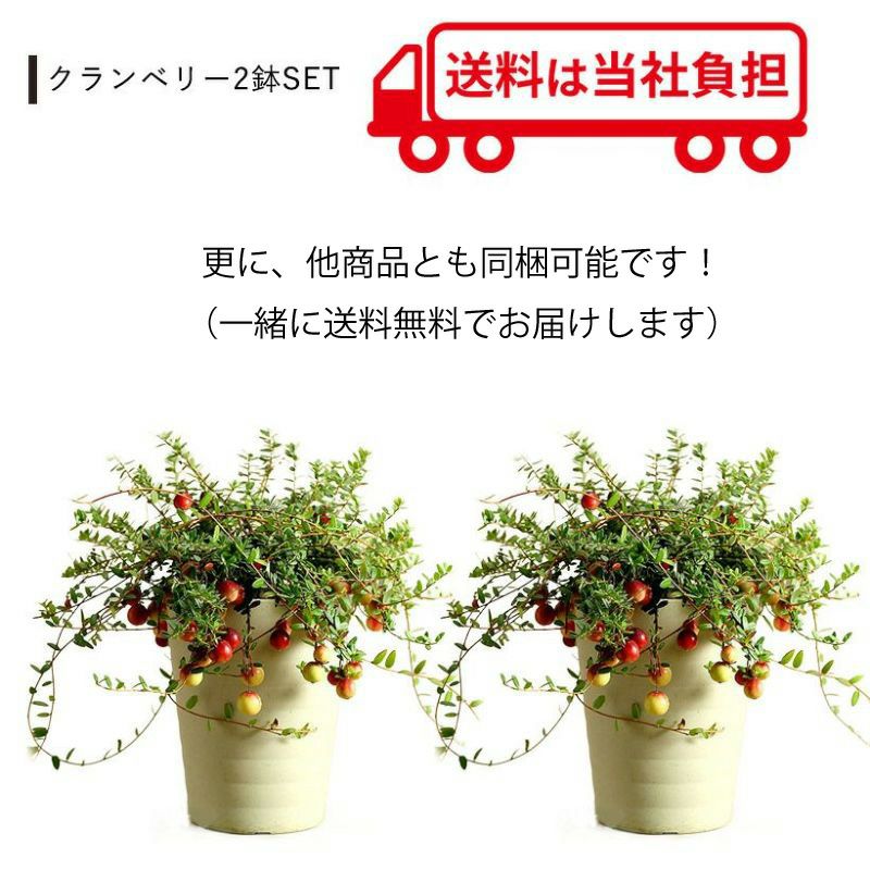 クランベリー育て方付き！栽培しやすい鉢サイズ、収穫でジャムも