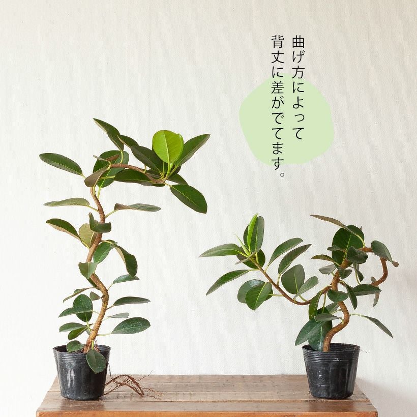 フランスゴムの木「幹曲がり」剪定・植え替えガイド付きe-花屋さん