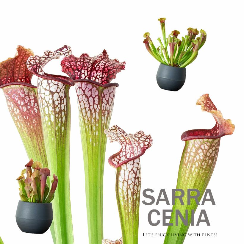 芸術的な美しさ！初心者にもお勧め、サラセニアcollection | [公式]e