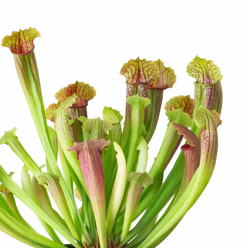 芸術的な美しさ！初心者にもお勧め、サラセニアcollection | [公式]e