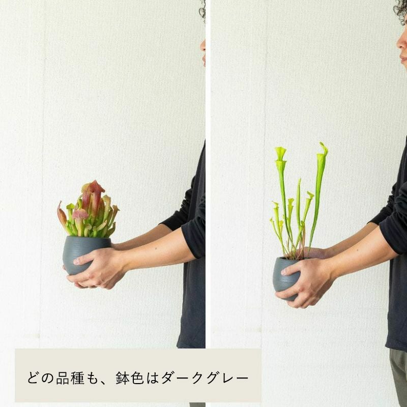 芸術的な美しさ！初心者にもお勧め、サラセニアcollection | [公式]e