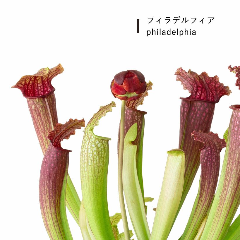 芸術的な美しさ！初心者にもお勧め、サラセニアcollection | [公式]e