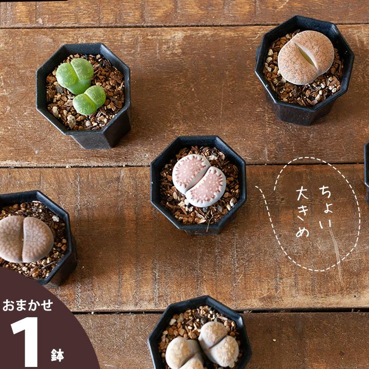 リトープス属（Lithops）品種mix育て方付き。脱皮する珍しい多肉