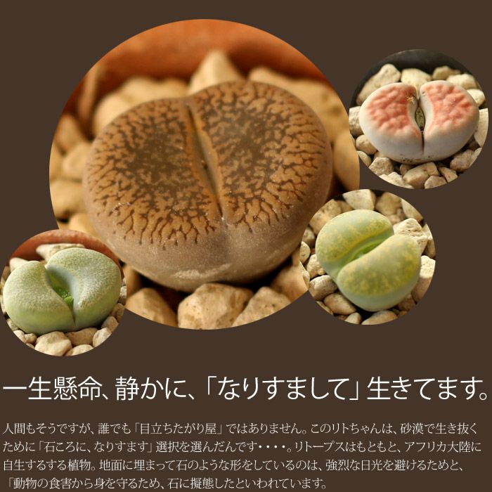 リトープス 枝紋タイプ リトープス 微紋玉 - Ushidama Farm