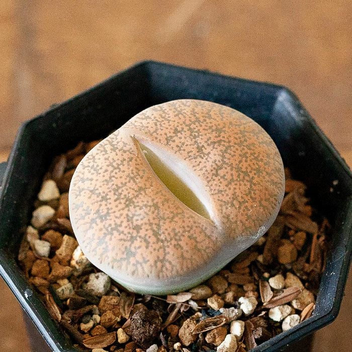 リトープス属（Lithops）品種mix育て方付き。脱皮する珍しい多肉