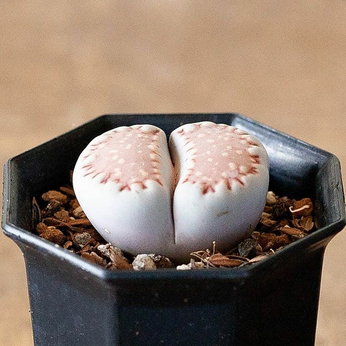 リトープス属（Lithops）品種mix育て方付き。脱皮する珍しい多肉