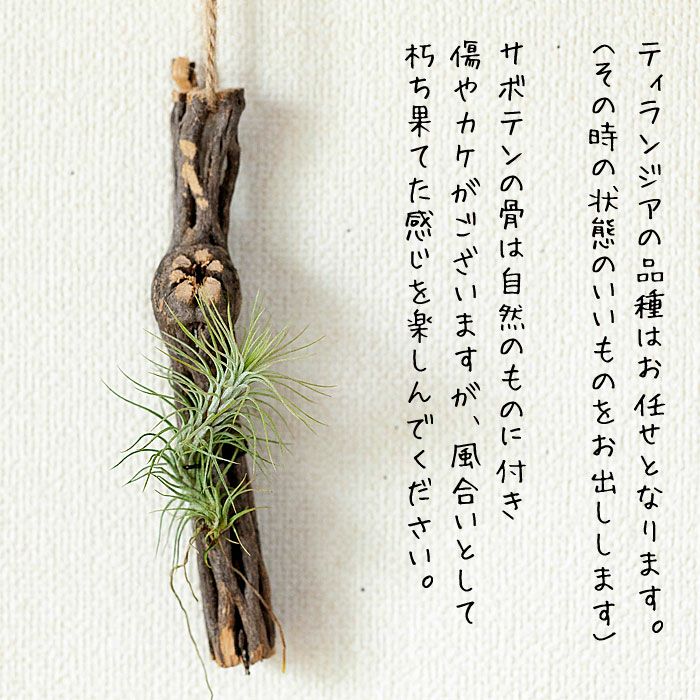 サボテンの骨（カクタススケルトン）エアプランツ着生を試みる