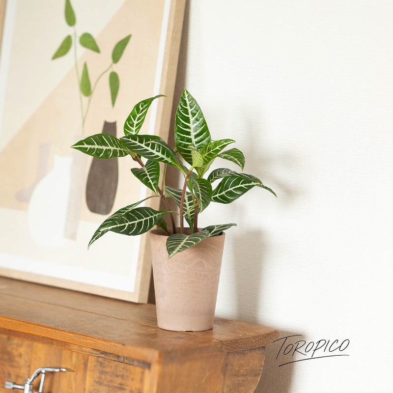 ダニアの植え替えイメージ1