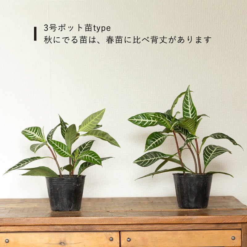 苗でのお届け