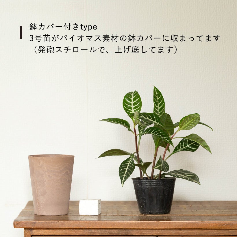 アフェランドラ・ダニア「トロピコ」3号苗 | [公式]e-花屋さん