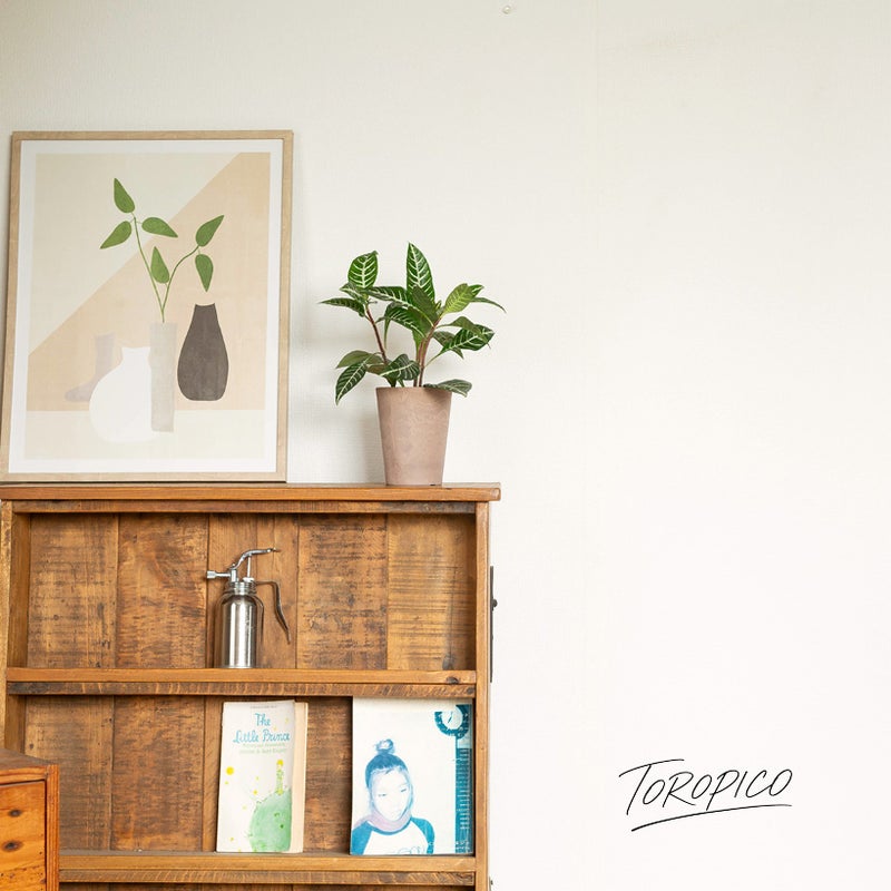 ダニアの植え替えイメージ1