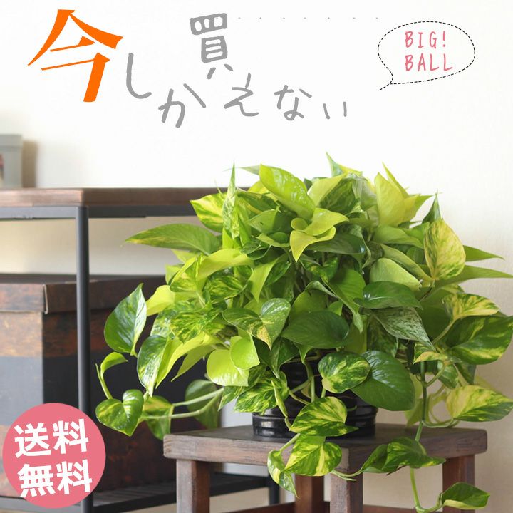 ポトス「3種の寄せ植え」ツルが鉢を覆い隠す、美しいおすすめ商品