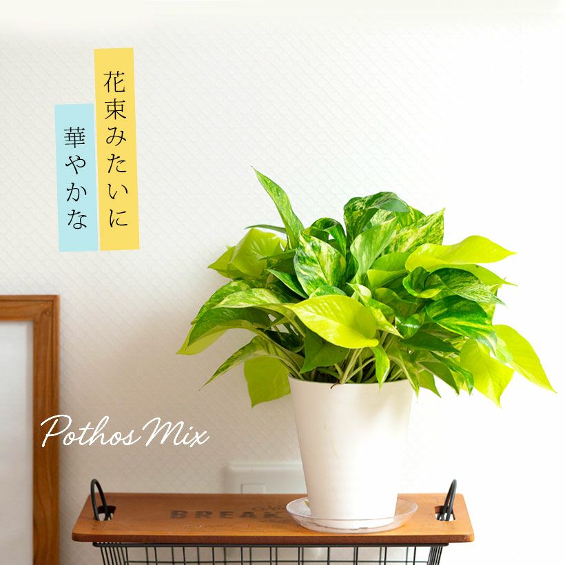 ポトス「3種の寄せ植え」ツルが鉢を覆い隠す、美しいおすすめ商品