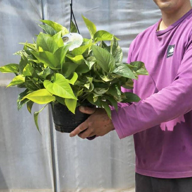 ポトス「3種の寄せ植え」ツルが鉢を覆い隠す、美しいおすすめ商品