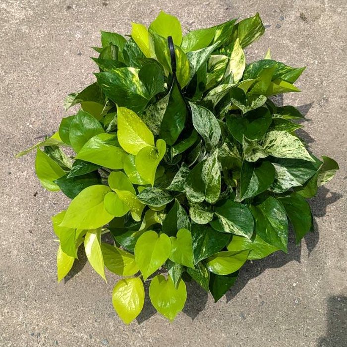 ポトス「3種の寄せ植え」ツルが鉢を覆い隠す、美しいおすすめ商品