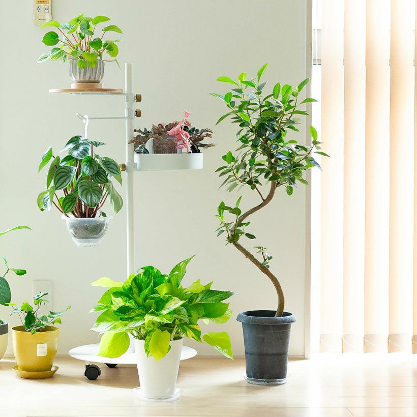 ポトス「3種の寄せ植え」ツルが鉢を覆い隠す、美しいおすすめ商品