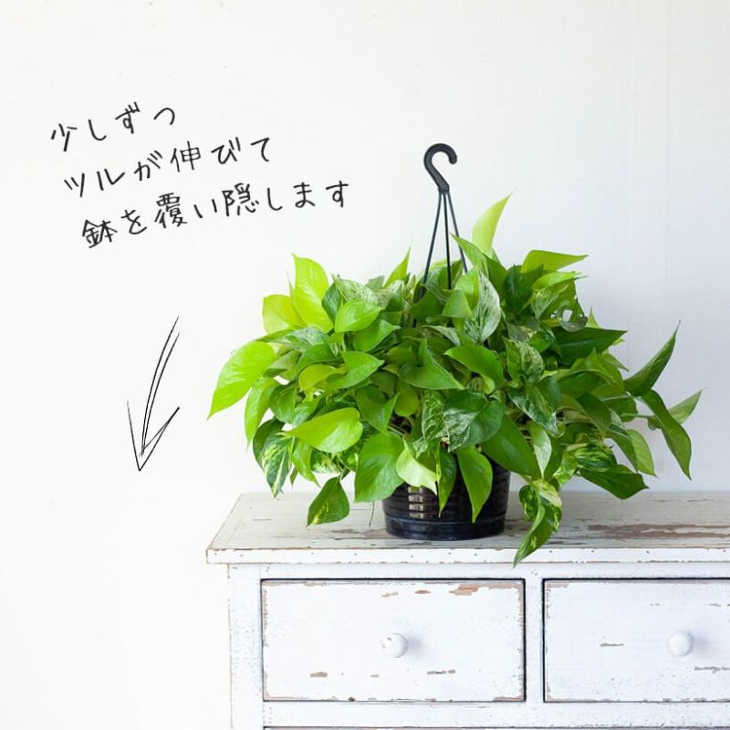 ポトス「3種の寄せ植え」ツルが鉢を覆い隠す、美しいおすすめ商品