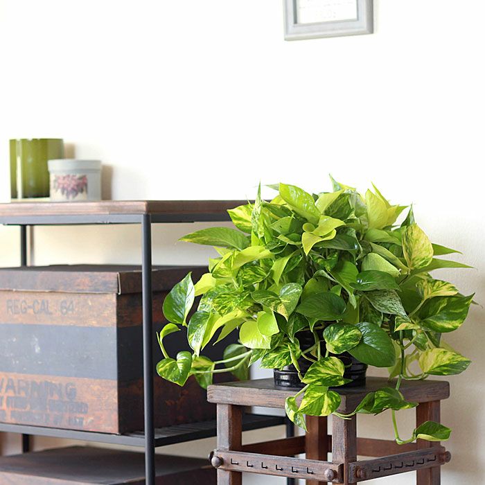 ポトス「3種の寄せ植え」ツルが鉢を覆い隠す、美しいおすすめ商品
