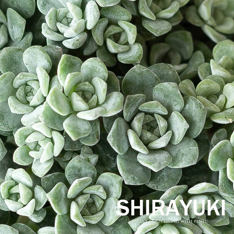 白雪ミセバヤ（ケープブランコ）育て方付き多肉【予約】再販あり