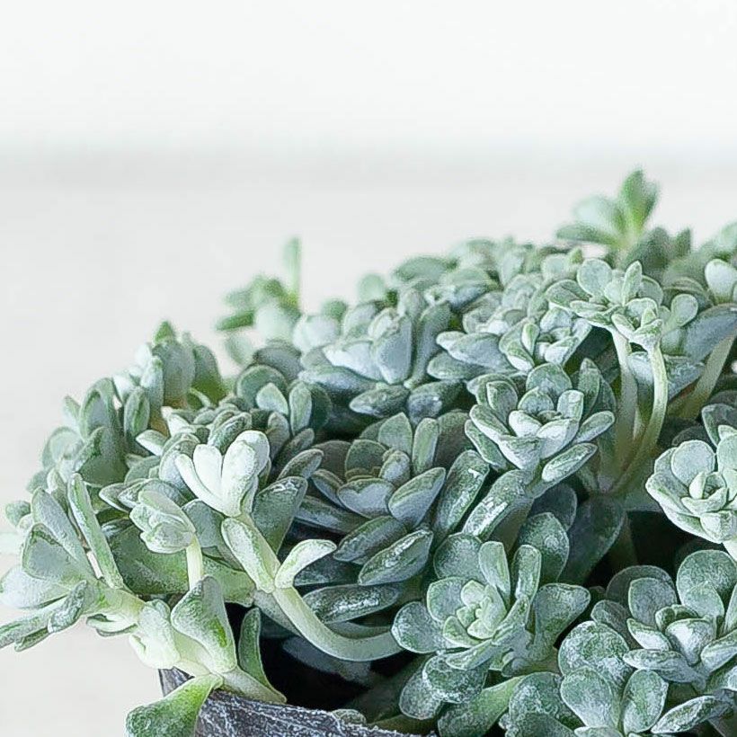 白雪ミセバヤ（ケープブランコ）育て方付き多肉【予約】再販あり