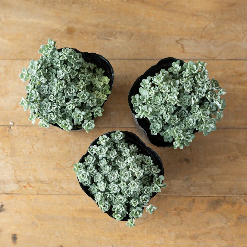 白雪ミセバヤ（ケープブランコ）育て方付き多肉【予約】再販あり