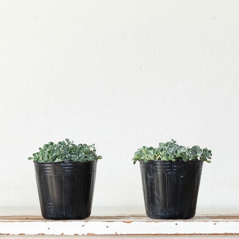 白雪ミセバヤ（ケープブランコ）育て方付き多肉【予約】再販あり