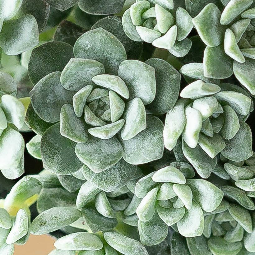 白雪ミセバヤ（ケープブランコ）育て方付き多肉【予約】再販あり