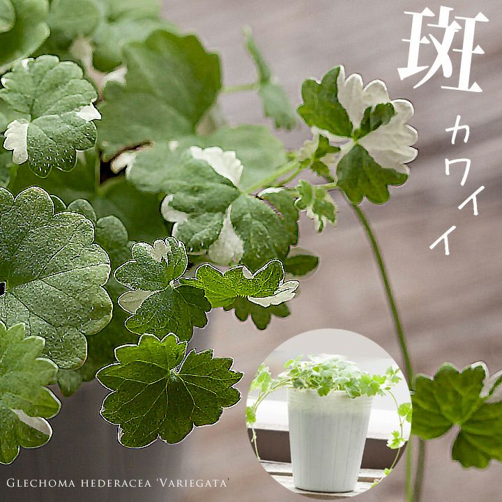 000000001574-01.jpg?size=m&w=