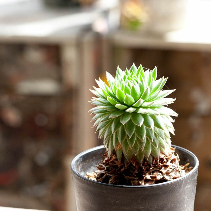 センペルビウム「幹上がり」個性たっぷり限定品！ | [公式]e-花屋さん