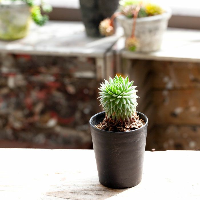 センペルビウム「幹上がり」個性たっぷり限定品！ | [公式]e-花屋さん