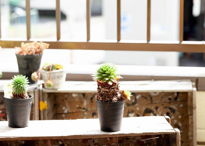 センペルビウム「幹上がり」個性たっぷり限定品！ | [公式]e-花屋さん