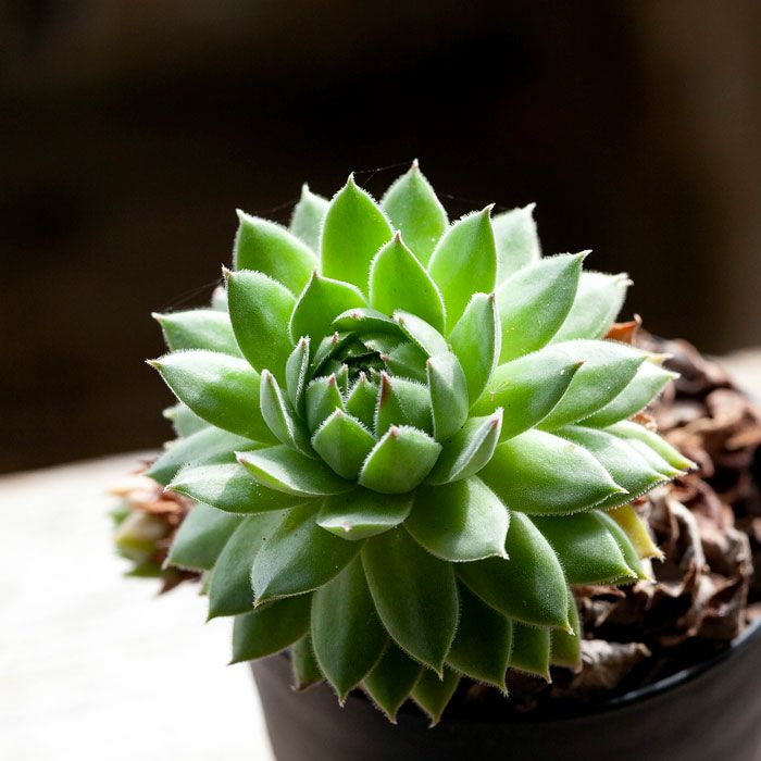 000000001576-16.jpg?size=l&w=