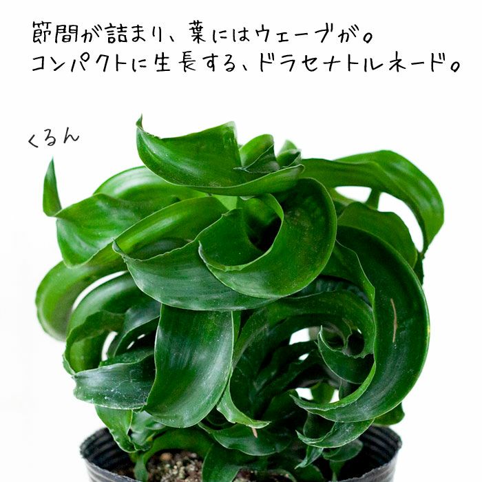 000000001587-03.jpg?size=l&w=